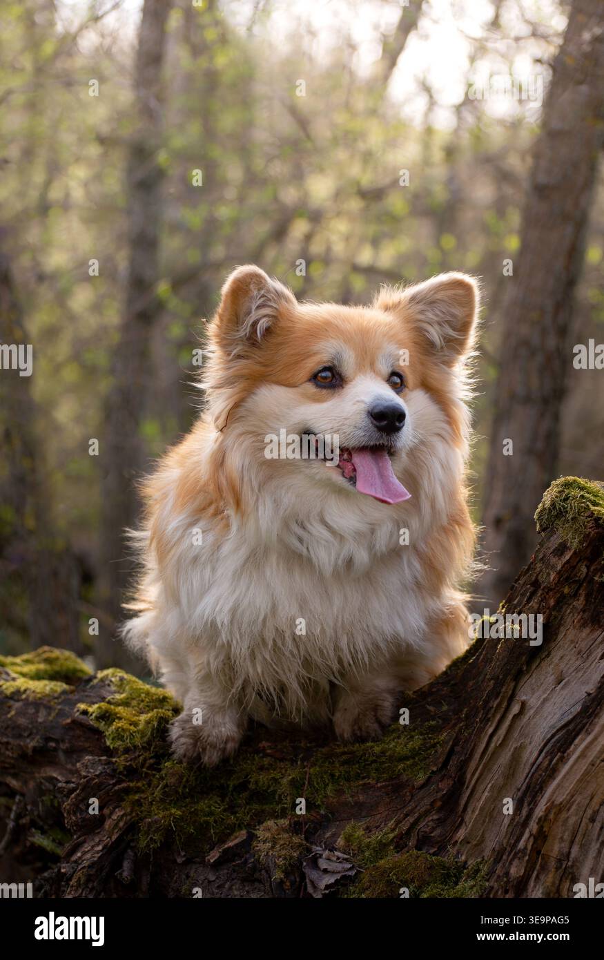 Carino Corgi Dog in posa nella Spring Forest. Primo piano Ritratto di un simpatico e soffice Corgi Dog in un paesaggio naturale primaverile. Foto Stock