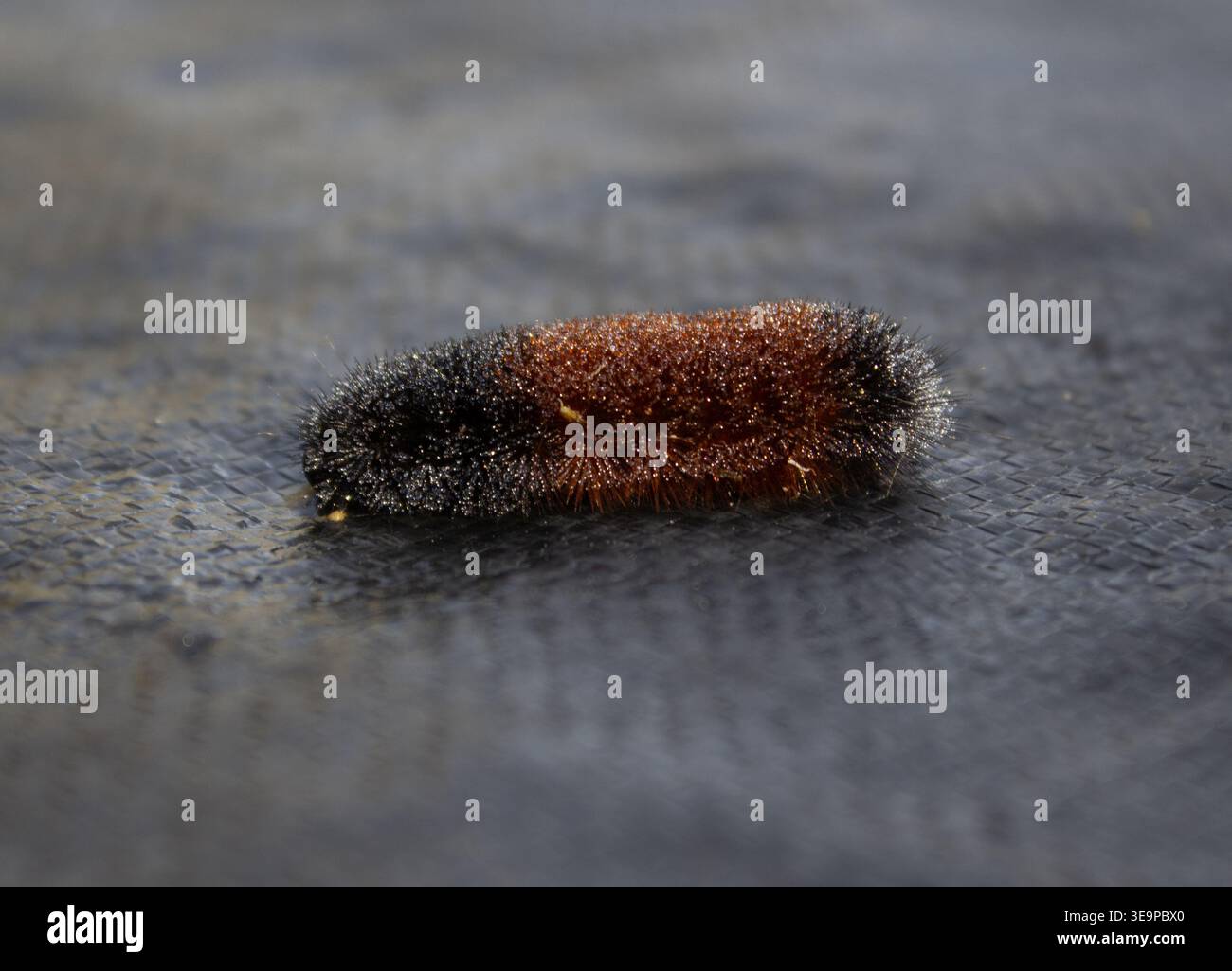 Un orso di lana smerigliata caterpillar (il predittore del folclore) su un tessuto da giardino nero. Foto Stock