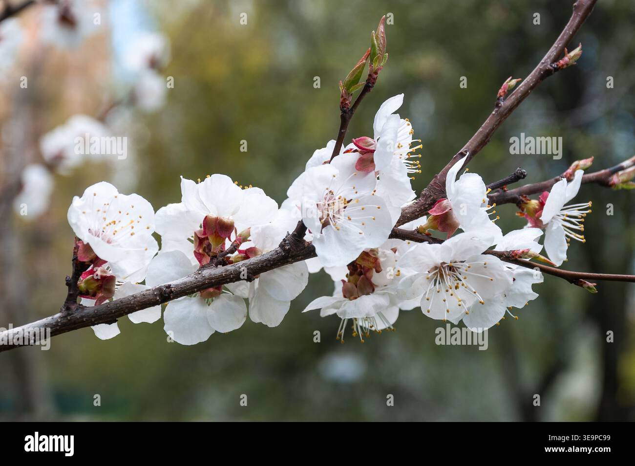 Ramo di albicocca in fiore su un morbido sfondo naturale. Primo piano di fiori di albicocca bianchi con sepali rosa sul ramo dell'albero nel giardino primaverile Foto Stock