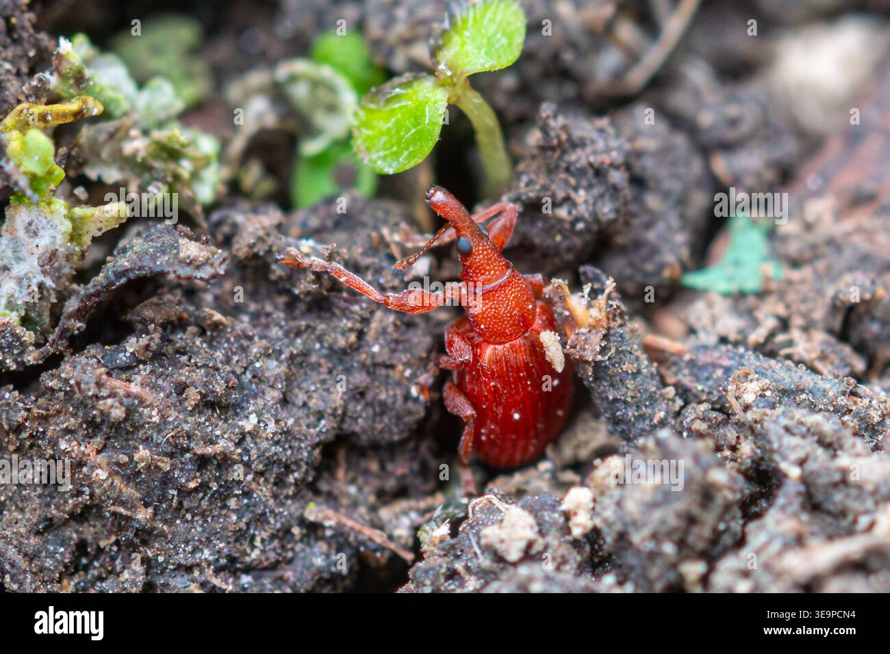 Piccolo weevil rosso, probabilmente Red Rumex Weevil (Apion frumentarium) Foto Stock