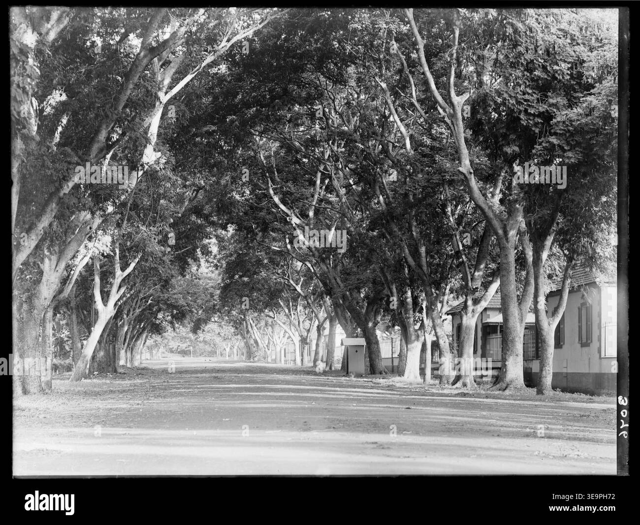 Questa fotografia, scattata da Henry Winkelmann nel 1903, mostra Avenue Bruat a Papeete, Tahiti, dove alberi maturi fiancheggiano la strada. Due cani stanno riposando all'estremità, mentre un piccolo rifugio con un ingresso ad arco è visibile sulla destra. Foto Stock
