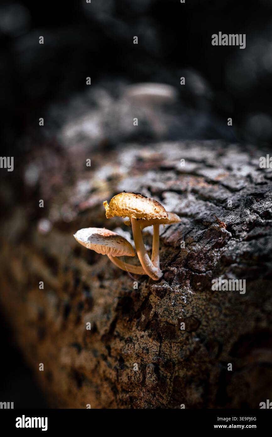 Un dettagliato primo piano di funghi che germogliano sulla corteccia degli alberi, illuminati da una luce soffusa che mette in risalto i loro tappi e steli testurizzati. Foto Stock