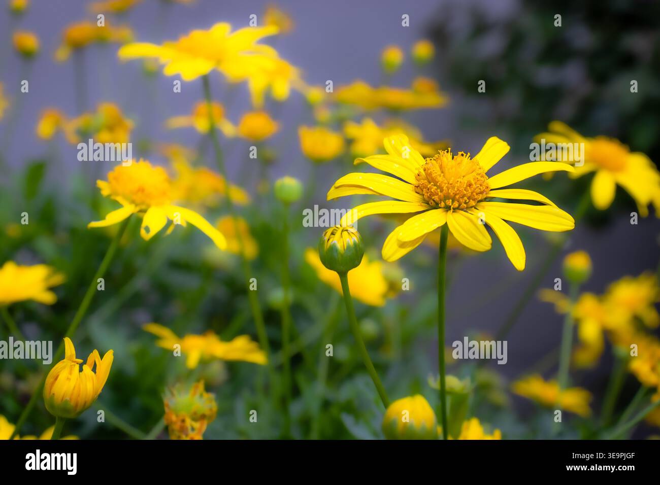Margherite gialle in fiore accanto a gemme chiuse, adagiate su uno sfondo leggermente sfocato di verde fogliame e altri fiori in luce naturale Foto Stock