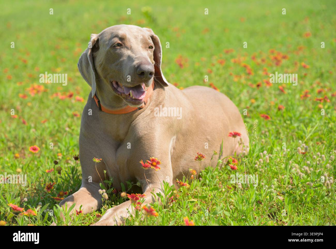 Bel cane Weimaraner che riposa nell'erba primaverile con fiori selvatici Foto Stock