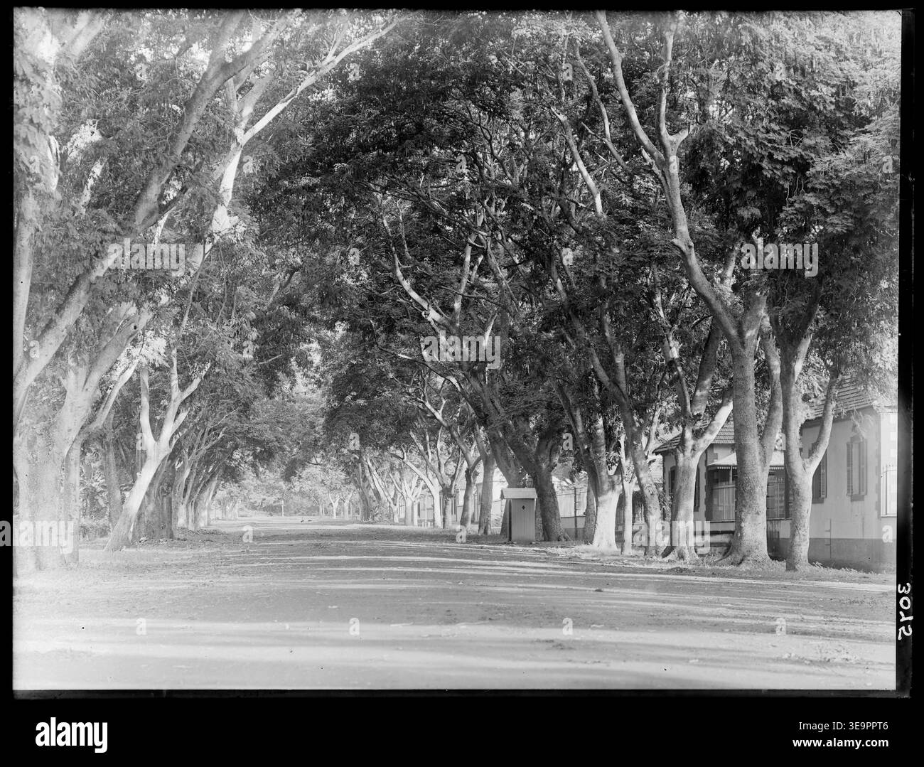 Nel 1903, Henry Winkelmann fotografò Avenue Bruat a Papeete, Tahiti, con alberi maturi che fiancheggiano entrambi i lati della strada. All'estremità opposta, due cani riposano, mentre un riparo con un'entrata ad arco si trova sul lato destro della strada. Foto Stock