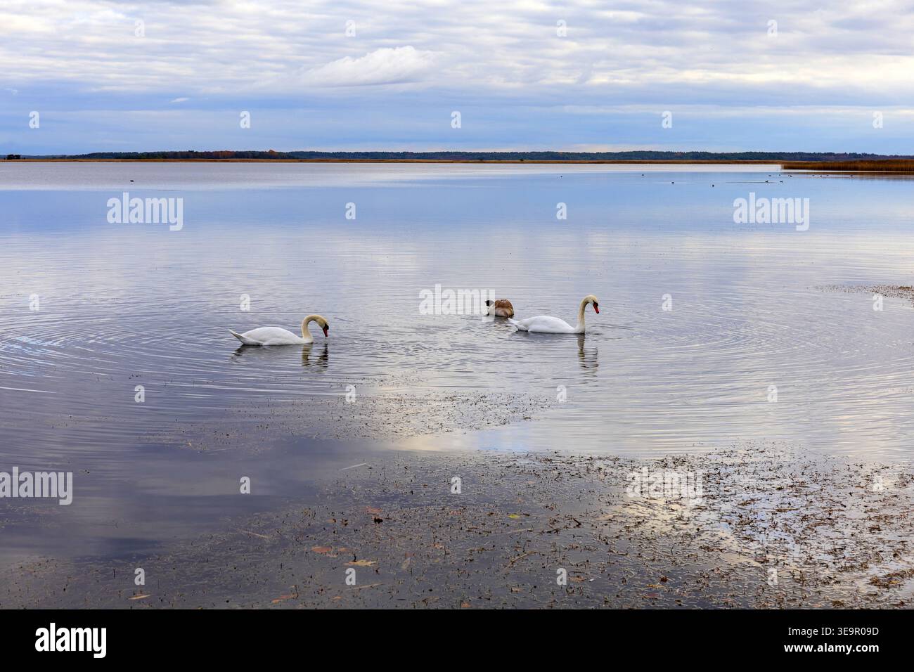 Famiglia di cigni, due adulti e un giovane, che scivola sull'acqua ferma nella zona costiera di Haapsalu. Tranquillo scenario naturalistico in Estonia. Foto Stock