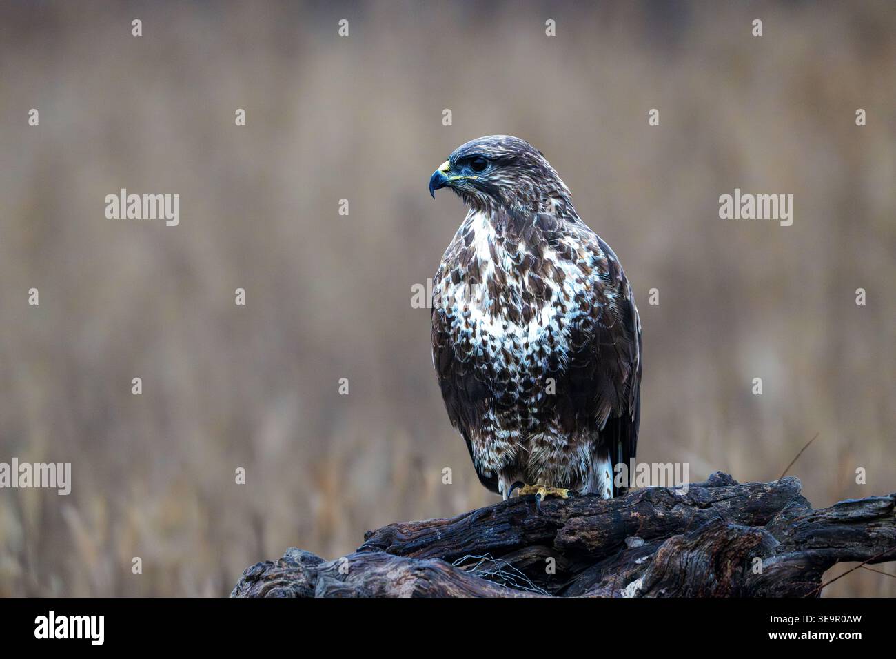 Buzzardo comune (Buteo buteo) arroccato su un ramo, maestoso uccello preda che guarda lateralmente nel suo ambiente naturale. Foto Stock