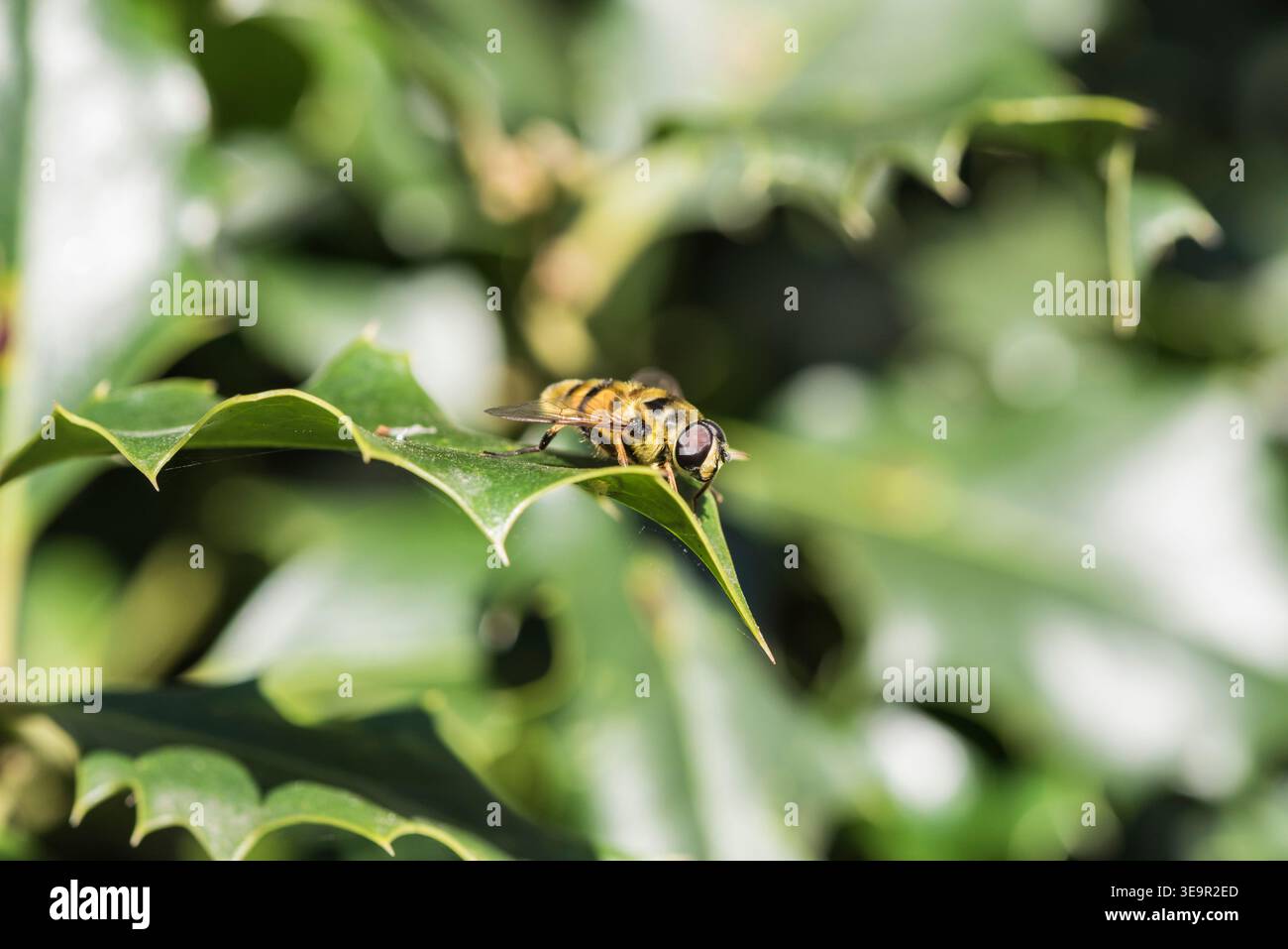 Riposa Batman Hoverfly (Myathropa florea) su una foglia di Holly a Richmond Park, Surrey Foto Stock