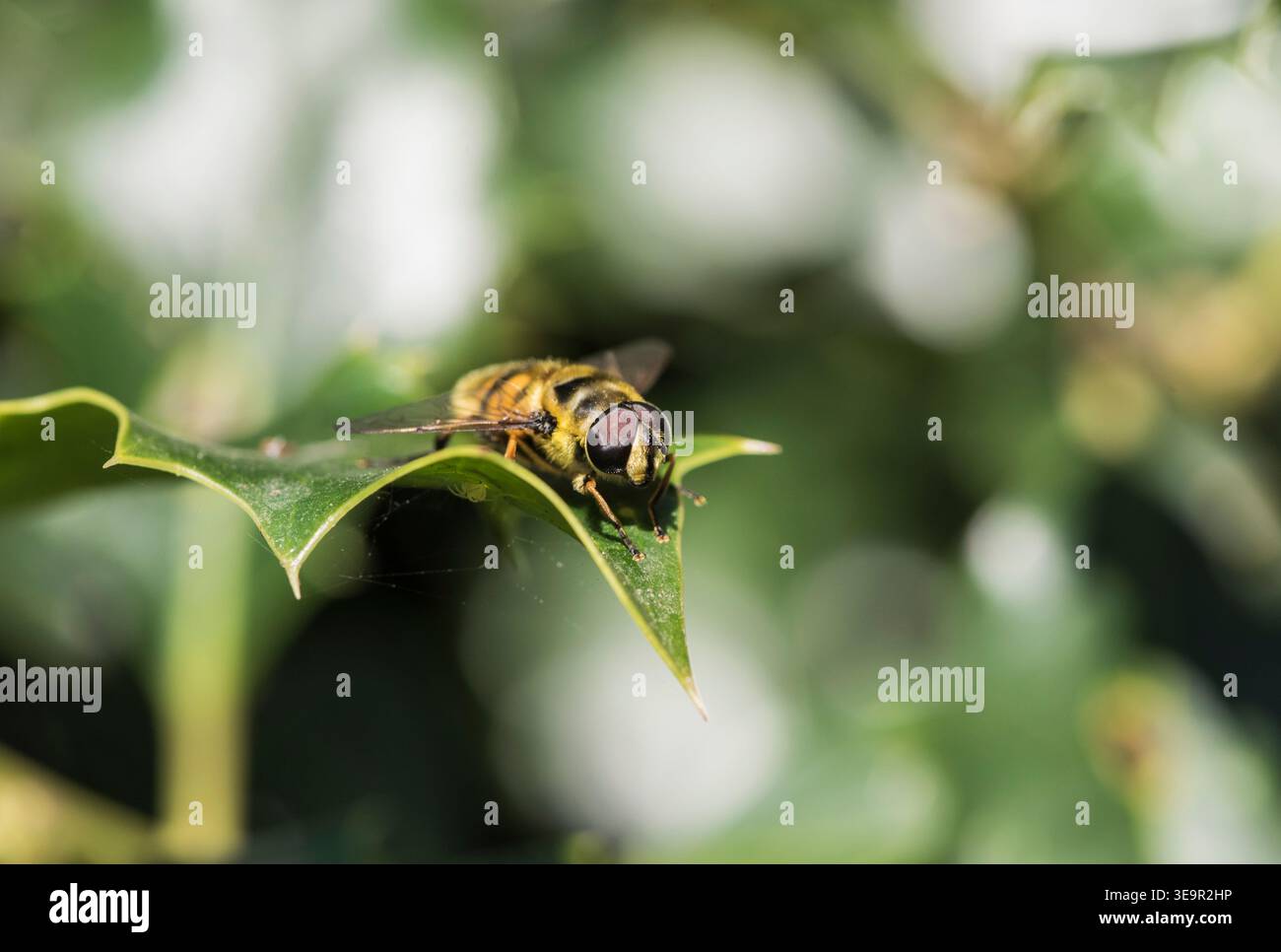 Riposa Batman Hoverfly (Myathropa florea) su una foglia di Holly a Richmond Park, Surrey Foto Stock