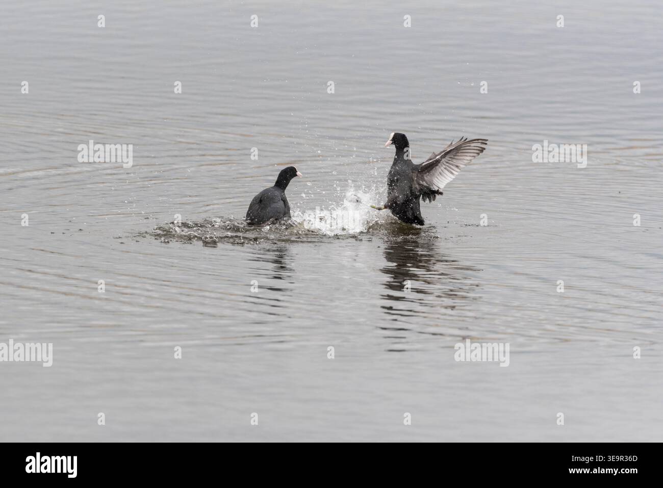 Comportamento aggressivo tra un paio di Coots (Fulica atra) a Rye Meads, Herts Foto Stock