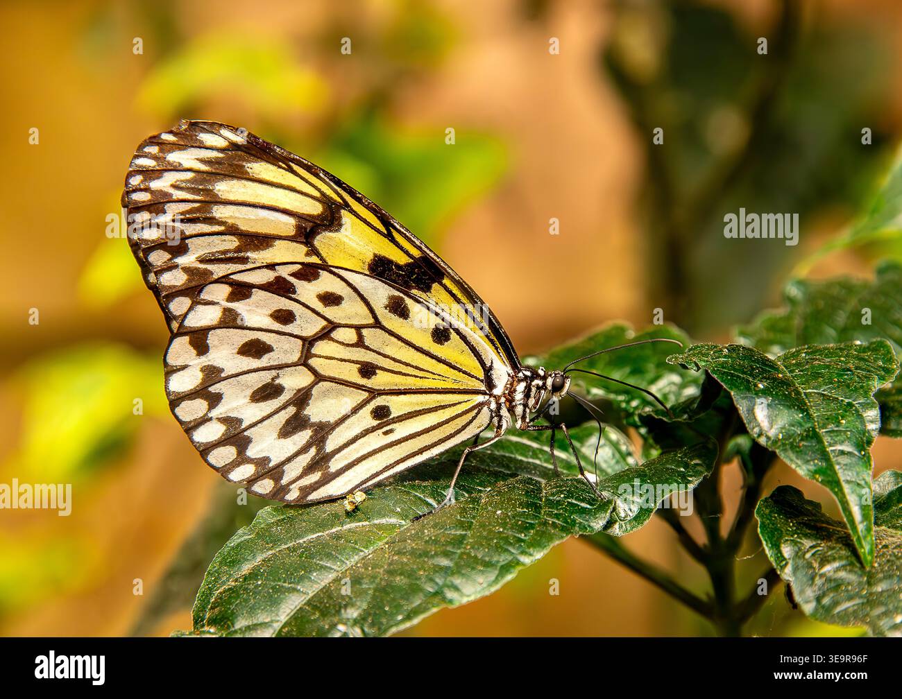 Farfalla in estate Foto Stock
