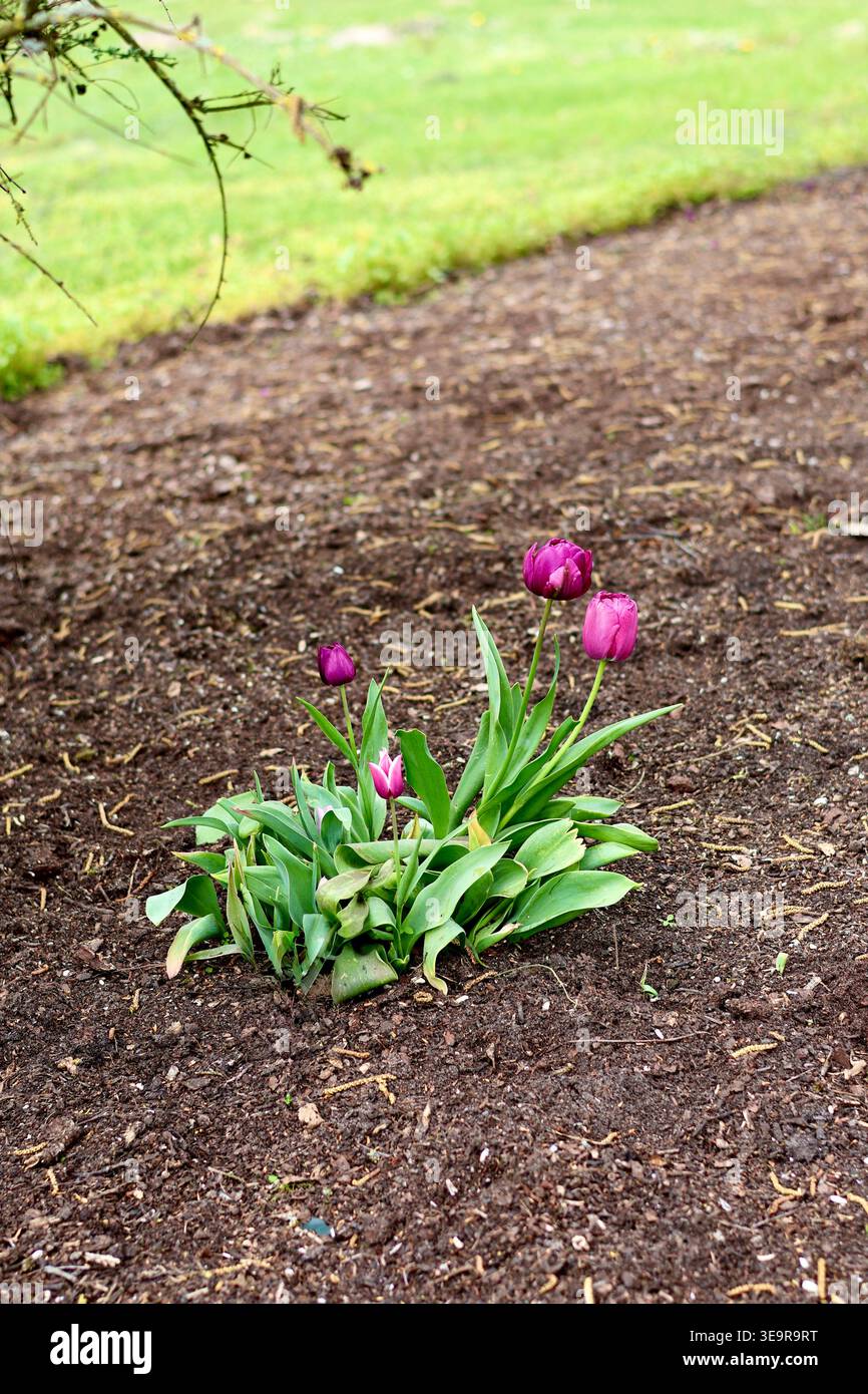 Un piccolo gruppo di vibranti tulipani magenta e viola che crescono nel mezzo di un terreno scuro e ricco. Foto Stock