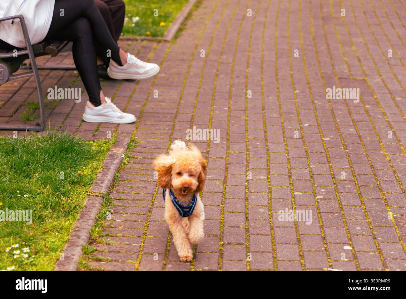 Piccolo Poodle che corre lungo il sentiero di mattoni Foto Stock