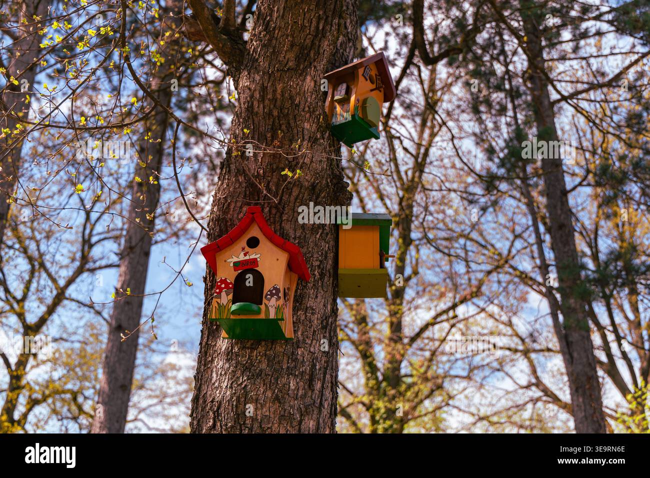 Uccelli variopinti birdhouse in legno che appendono l'albero della foresta Foto Stock