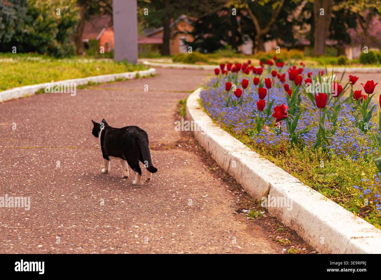 Black Cat Walking lungo il percorso all'aperto del giardino Foto Stock
