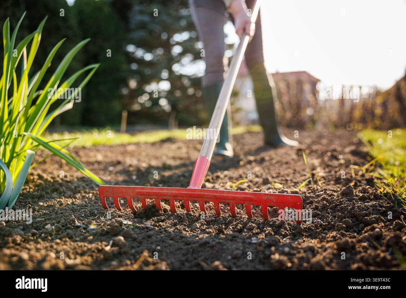 Rastrello sul letto del giardino. Livellamento del terreno prima della semina dei semi. Utensili da giardinaggio e preparazione del terreno per la piantagione di ortaggi Foto Stock