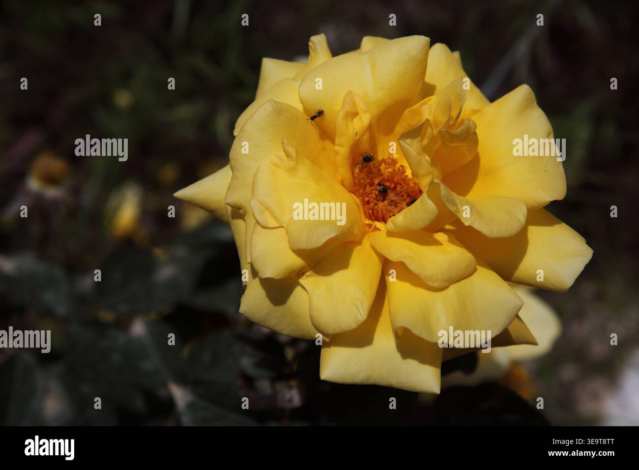 Api e insetti che impollinano e alimentano il fiore giallo Rosa Landora, noto anche come Sunblest, una splendida rosa ibrida da da tè. Foto Stock
