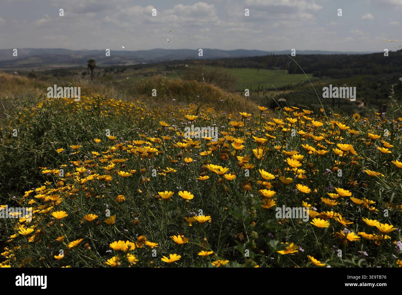 Tel Gezer, vista della Shephelah biblica o delle Lowlands Hills e delle Judean Hills sullo sfondo e dei fiori selvatici e spine di Corn Marigold primaverili. Foto Stock