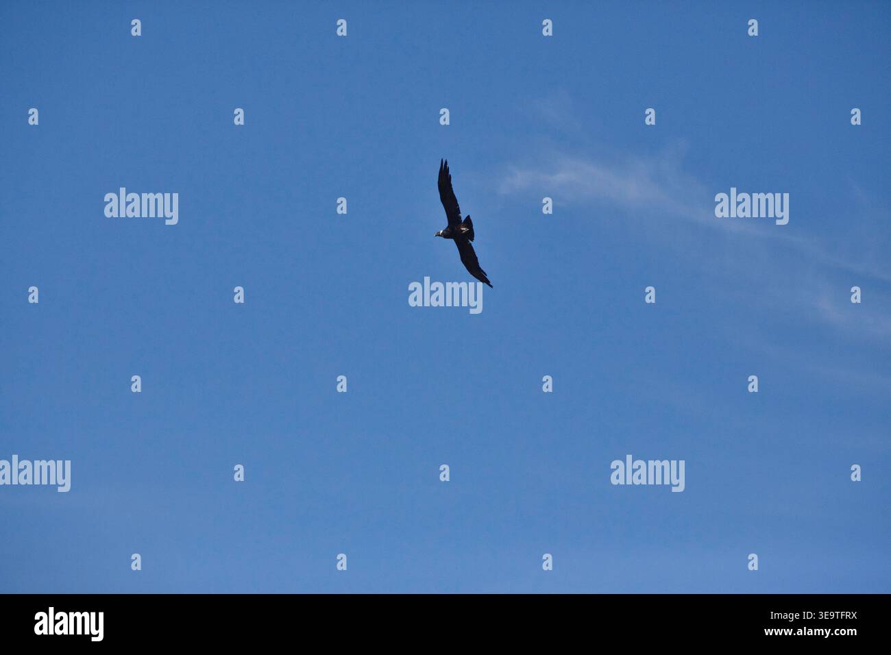 Single Bird si libra contro Clear Blue Sky a Park, Cile. Foto Stock