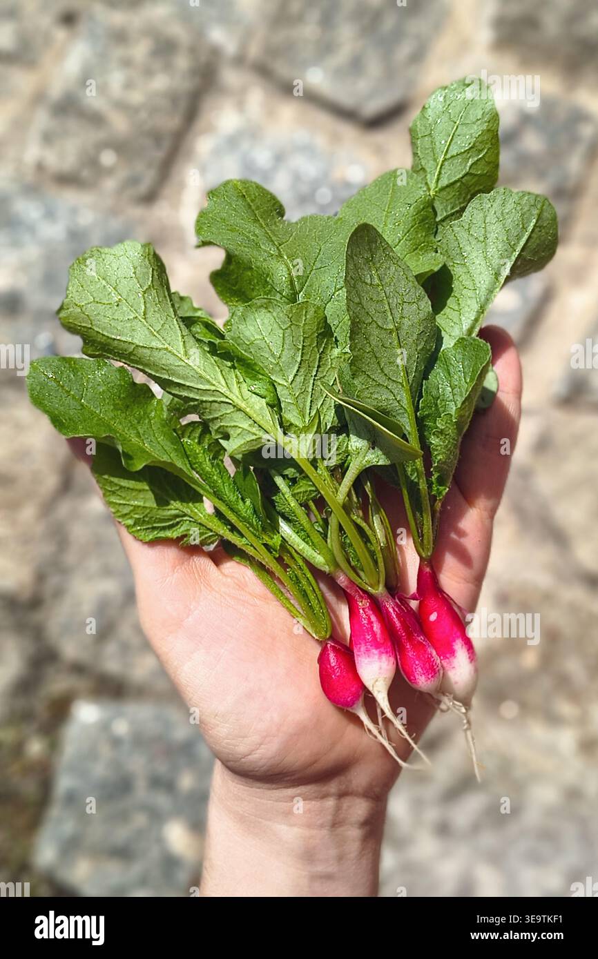 Tenere a mano piccoli raggiri appena raccolti con foglie e radici verdi, all'aperto alla luce del sole su uno sfondo di pietra sfocato. Concetto ecologico Foto Stock