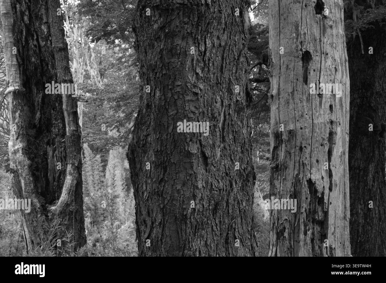 Ravvicinato tronchi neri e bianchi e corteccia di alberi maturi in Una foresta cilena Foto Stock