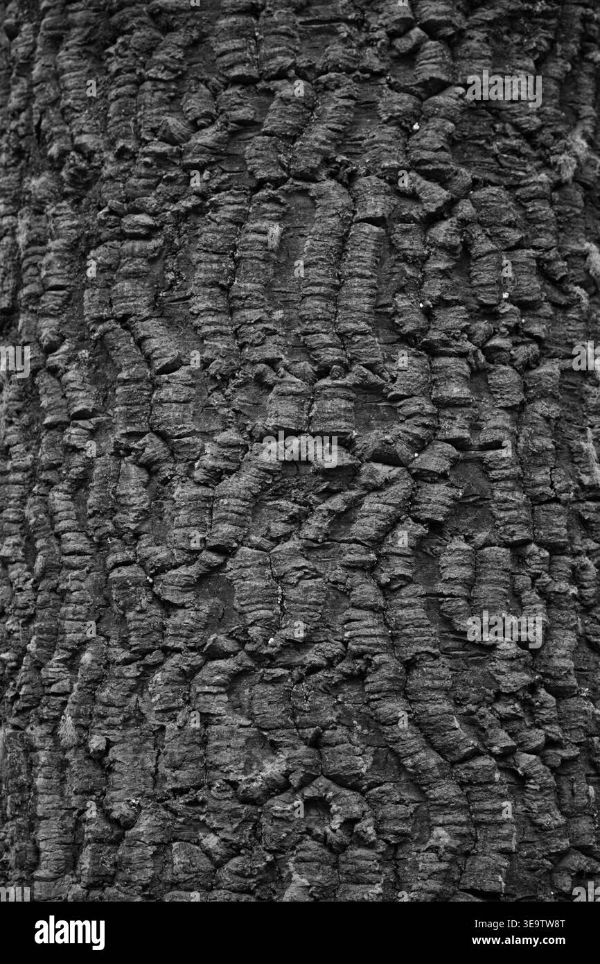 Primo piano in bianco e nero, fotografia della struttura della corteccia dell'albero profondamente solcata. Foto Stock