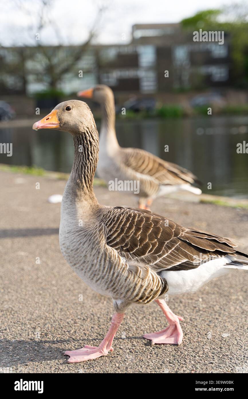 Un paio di oche Greylag si snodano lungo un sentiero lungo il fiume in un parco londinese . il becco arancione e le gambe rosa dell'uccello principale sono riprodotti con dettagli nitidi. REGNO UNITO Foto Stock