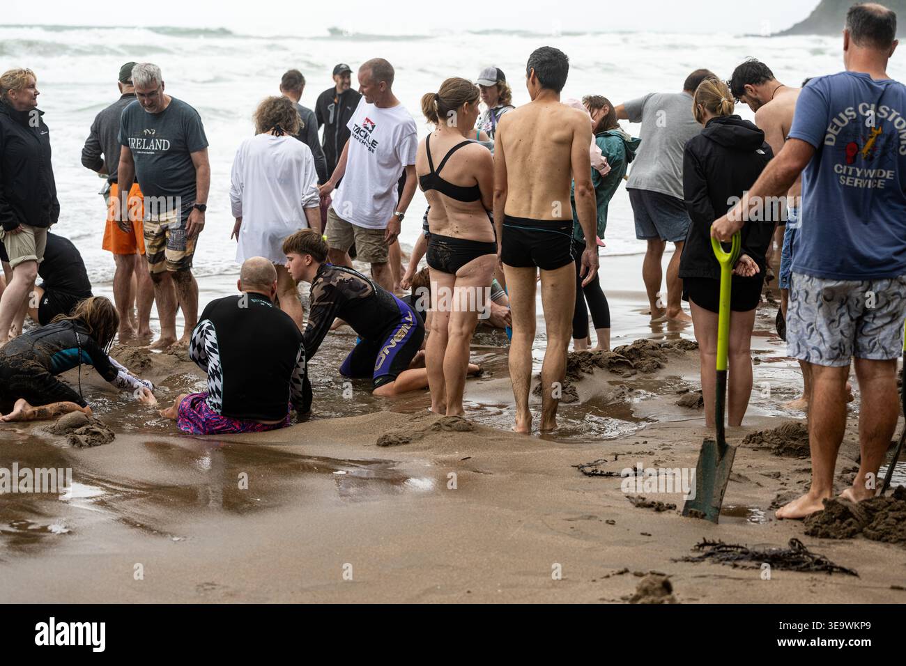 Scavando per l'acqua calda che percola dal sottosuolo della sabbia con la bassa marea, Hot Water Beach, penisola di Coromandel, Nuova Zelanda Foto Stock