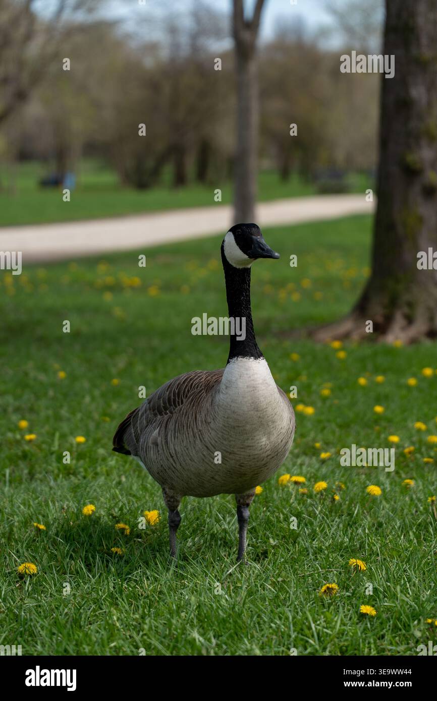 Un'oca canadese che cammina con grazia attraverso l'erba verde, circondata da leoni, catturando l'essenza della fauna selvatica in movimento durante la primavera Foto Stock