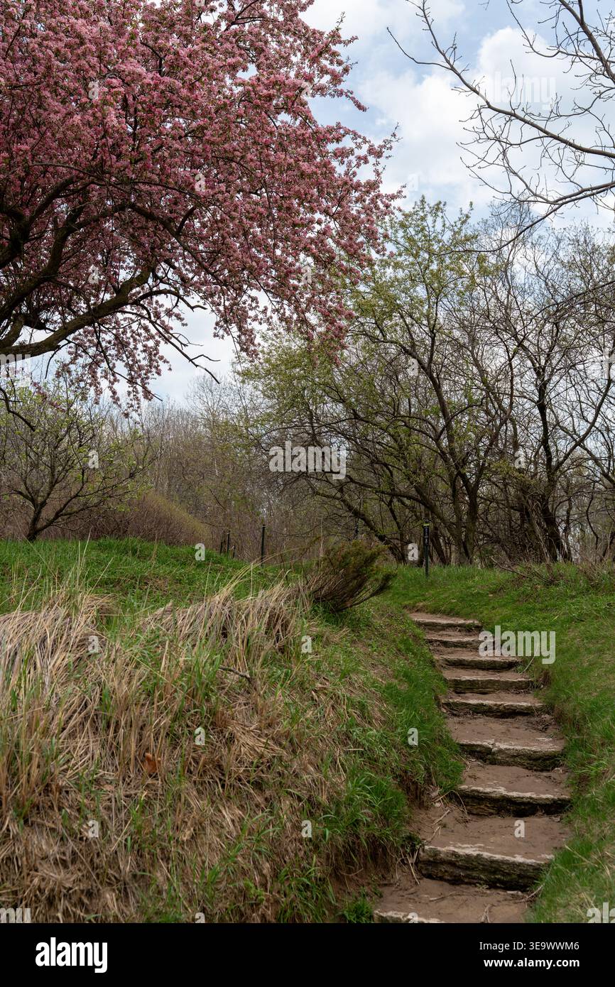 Foto verticale di una lussureggiante foresta con erba verde, un albero rosa in fiore e un sentiero tortuoso che conduce verso l'alto, con una scala in pietra naturale Foto Stock