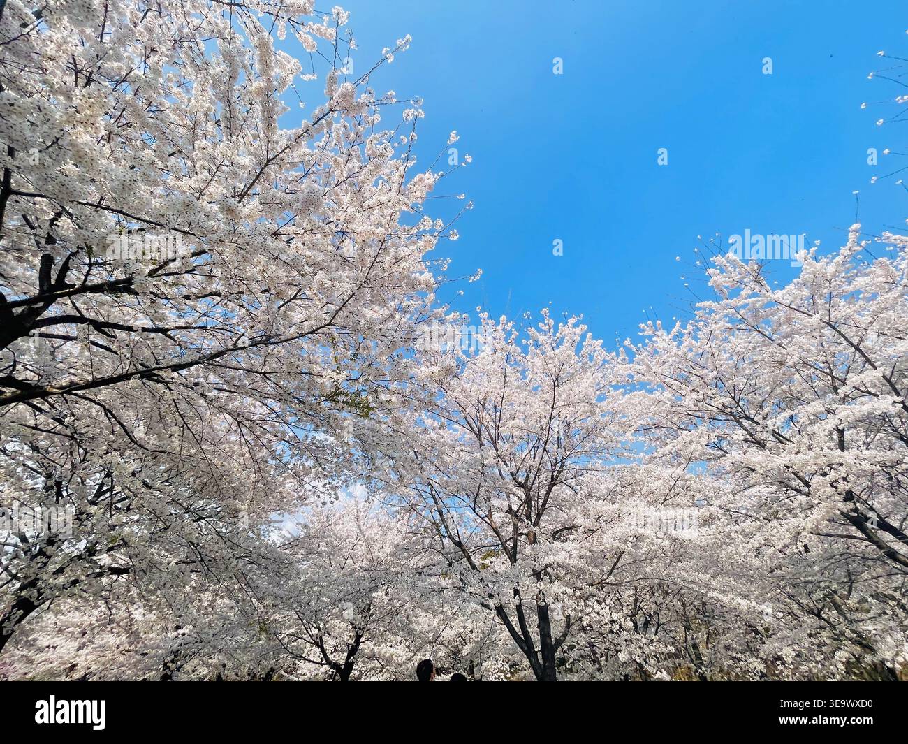 I petali di fiori di ciliegio catturati a metà autunno dagli alberi in testa, incorniciati contro un cielo primaverile blu vivace in Giappone. La composizione dall'alto cattura la bellezza fugace della stagione sakura. Foto Stock