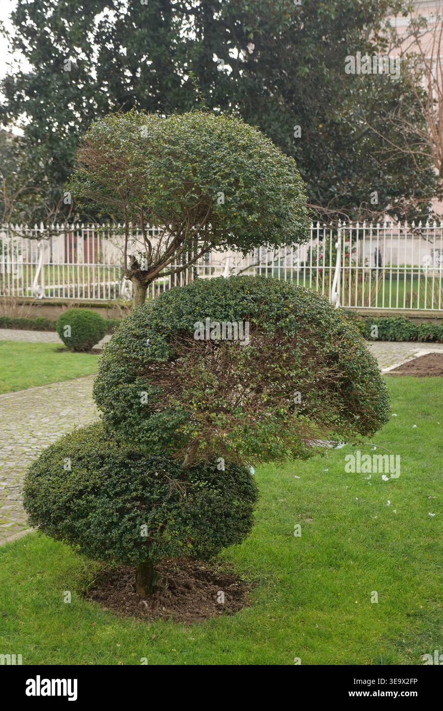 Albero dalla forma unica in un giardino Foto Stock