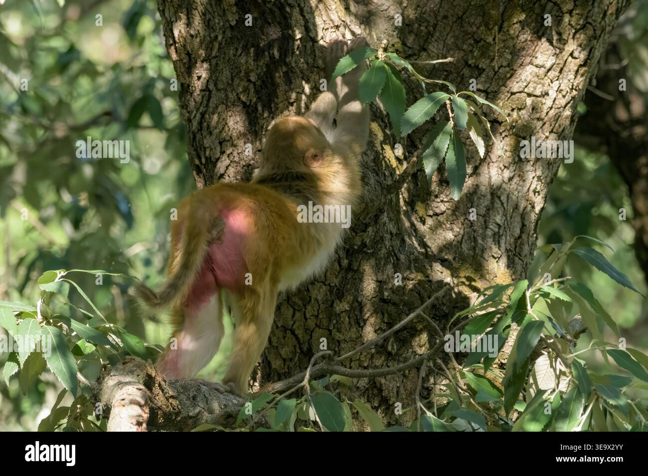 Rhesus Macaque o Macaca mulatta che si estende su Tree, Janjehli, Himachal Pradesh, India Foto Stock