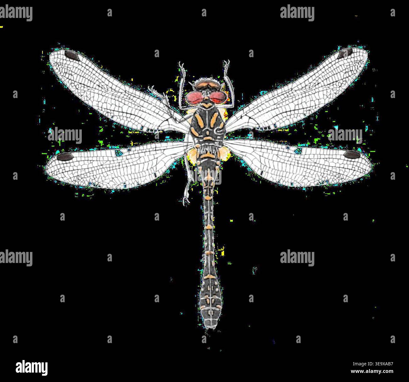 Epiophlebia superstes è una specie di libellula descritta per la prima volta nel 1864. L'esemplare femminile nella fotografia mostra caratteristiche distintive tipiche della specie, originaria dell'Asia orientale. Foto Stock