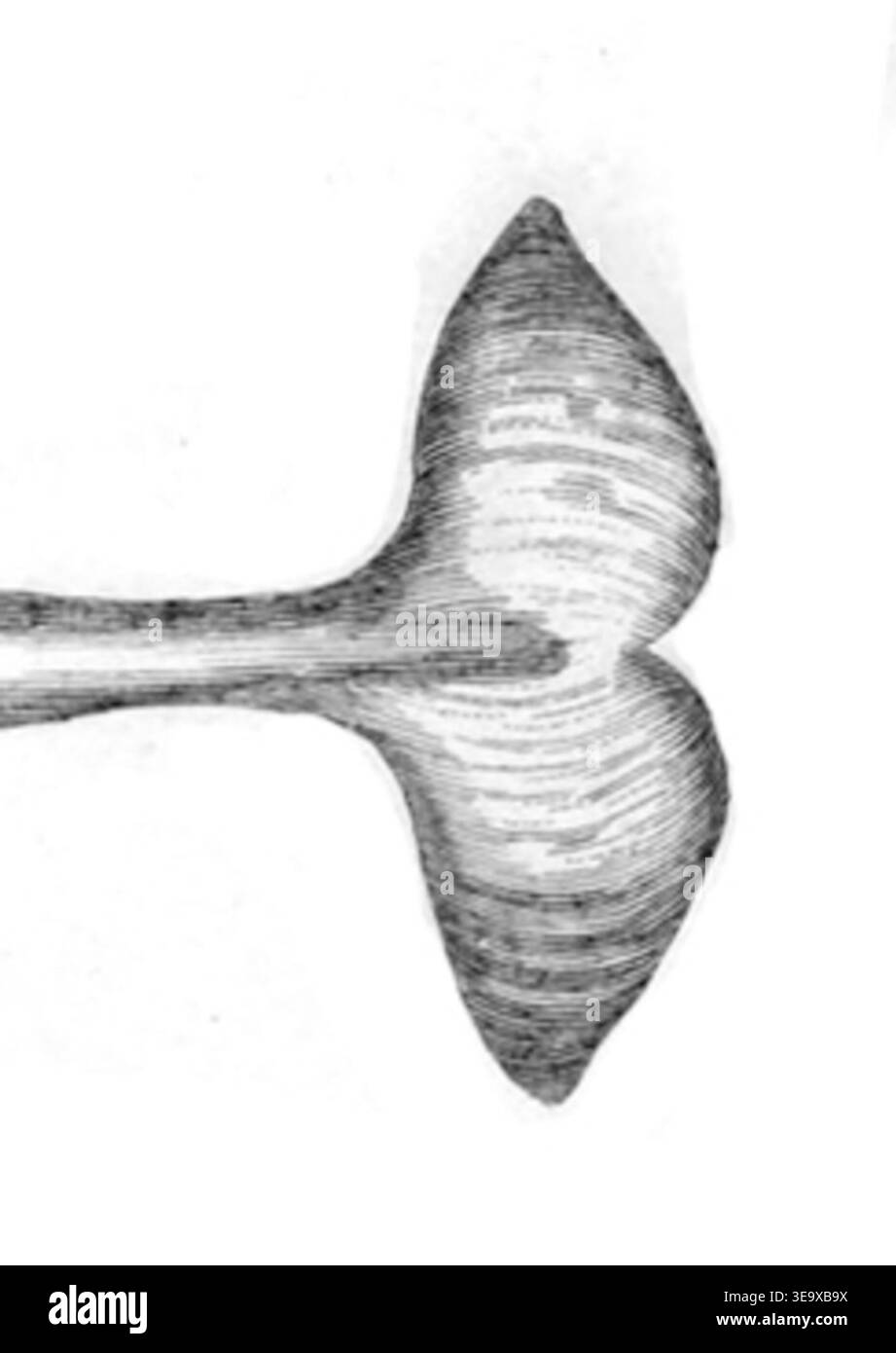 W. Scoresby (1789–1857) è stato un esploratore e scienziato britannico. L'immagine raffigura il narwhal (monodon monoceros), un mammifero marino spesso indicato come "unicorno del mare", accanto a uno squalo della Groenlandia. L'impronta d'archivio raffigura queste creature marine dall'esplorazione artica di Scoresby. Foto Stock