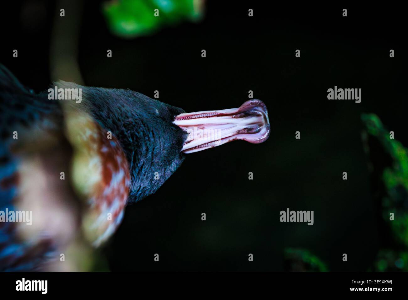 Primo piano dell'esclusivo becco dai bordi morbidi di di un whio (anatra blu, Hymenolaimus malacorhynchos), specializzato per raschiare insetti acquatici dalle rocce Foto Stock