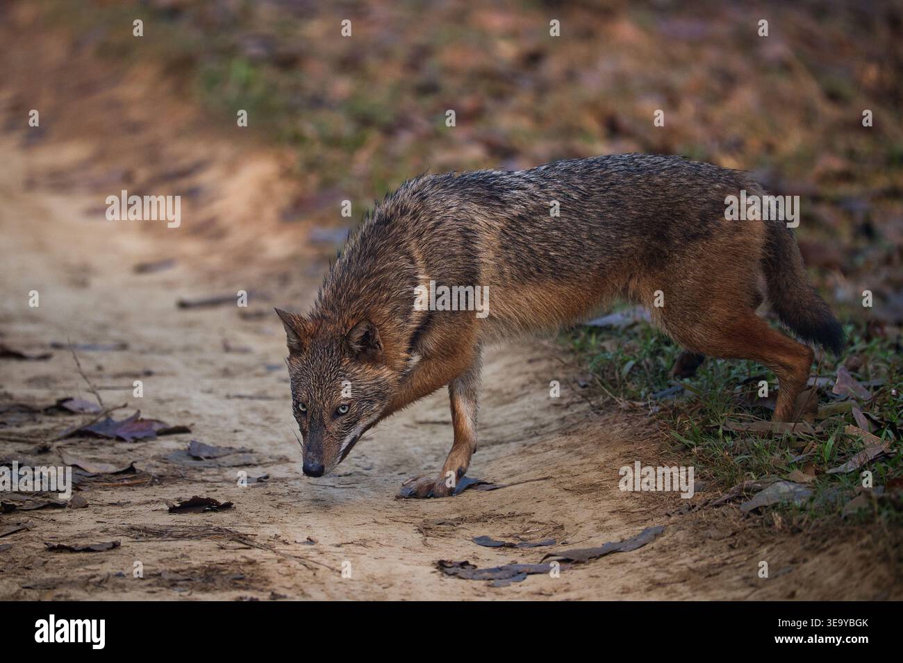 Uno sciacallo dorato (Canis aureus) che cammina con cautela lungo un sentiero forestale, attento e vigile nel suo habitat naturale boschivo. Foto Stock