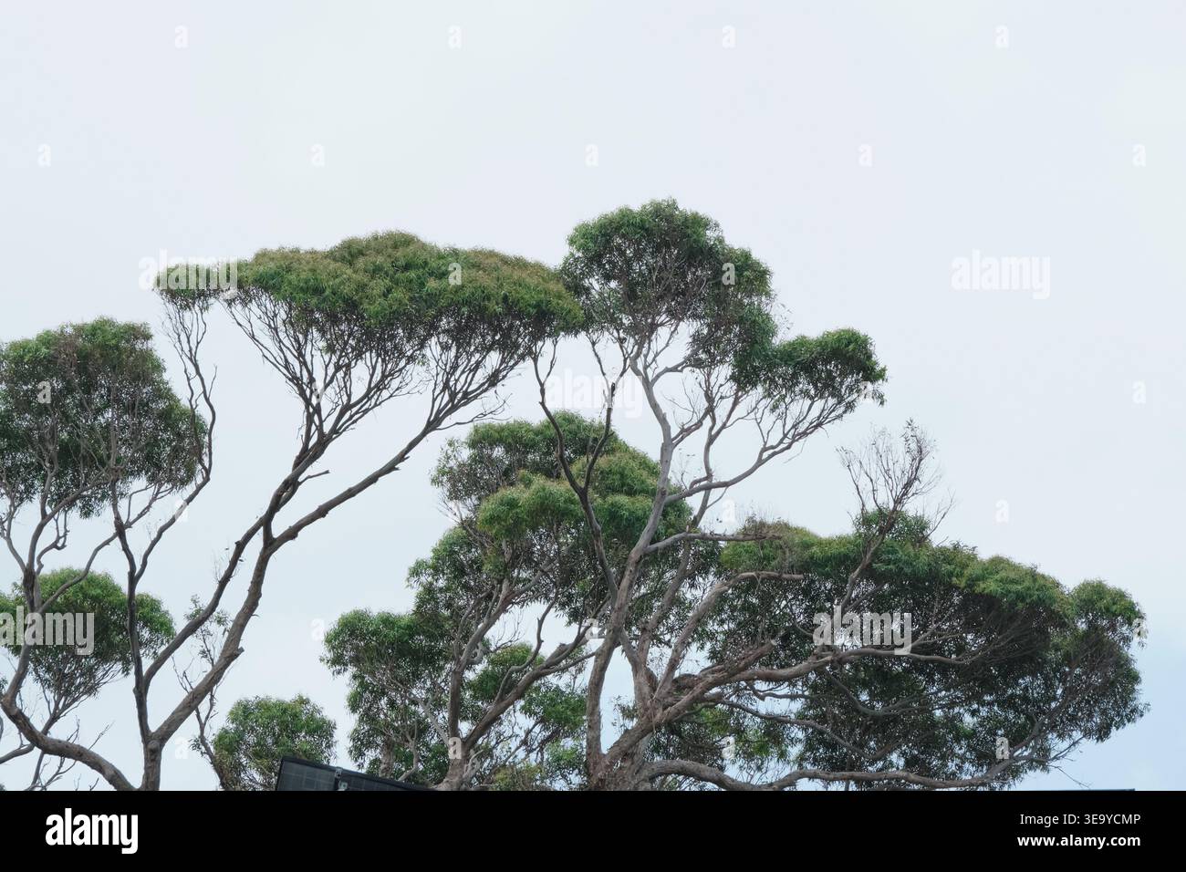 Alberi di pohutukawa costieri con caratteristica baldacchino di rami contorti e fogliame verde contro il cielo grigio pallido Foto Stock