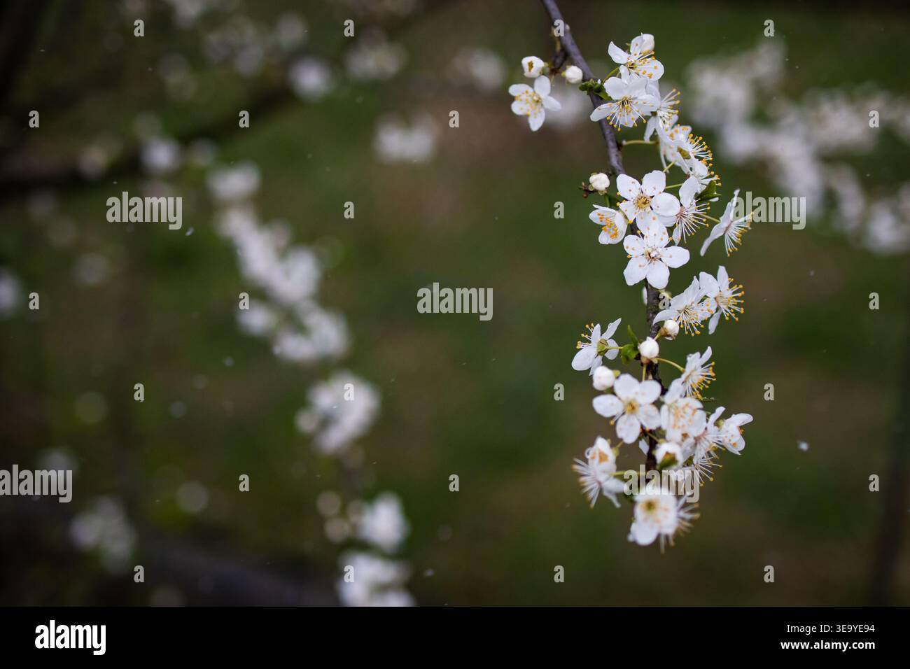 I delicati fiori bianchi si aprono lungo un ramo sottile all'inizio della primavera. Il verde morbido riempie lo sfondo con piccoli petali e stami che rivelano freschezza Foto Stock