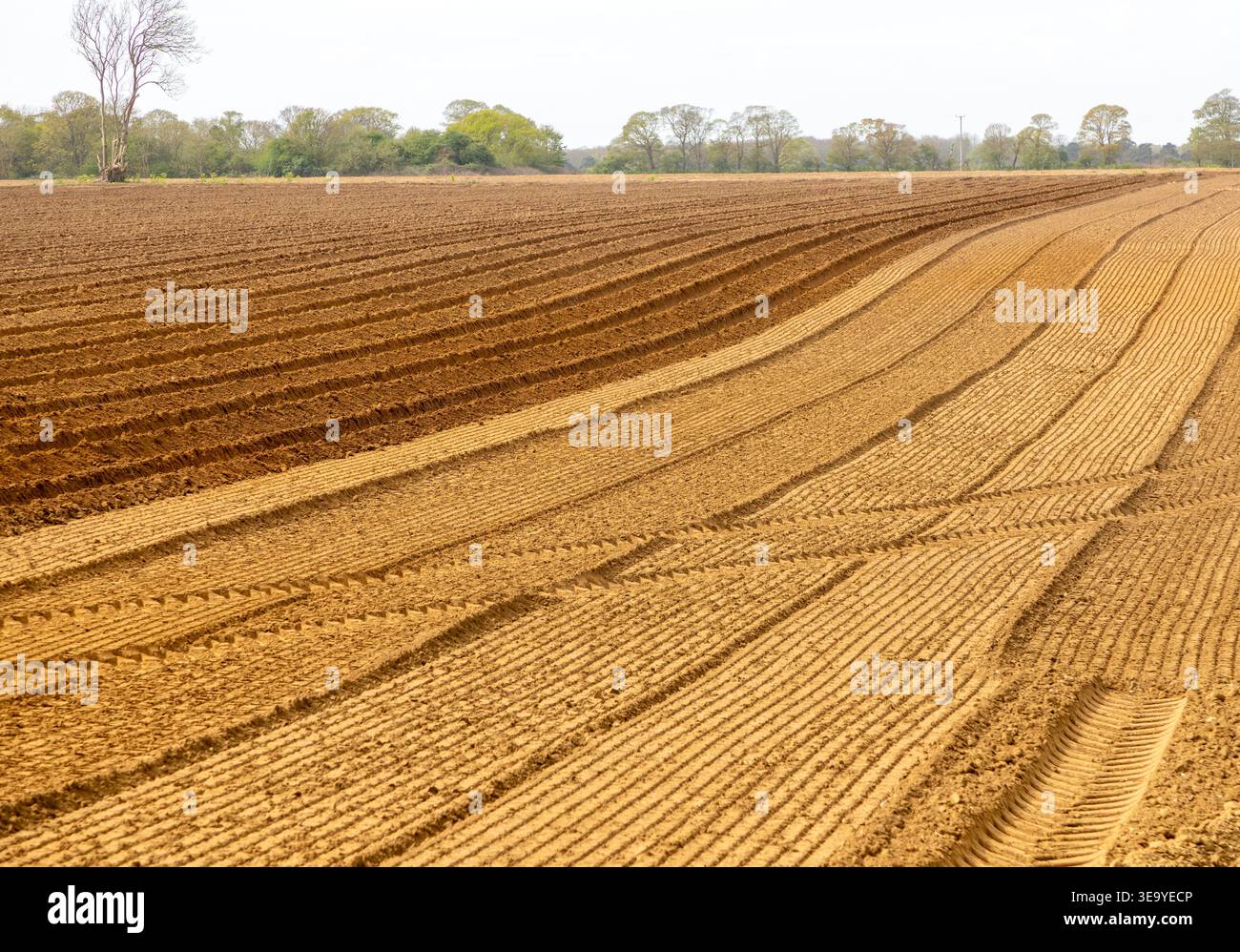 Campo di solchi in terreno sabbioso preparato per la piantagione di patate, Shottisham, Suffolk Sandlings, Suffolk, Inghilterra, REGNO UNITO Foto Stock
