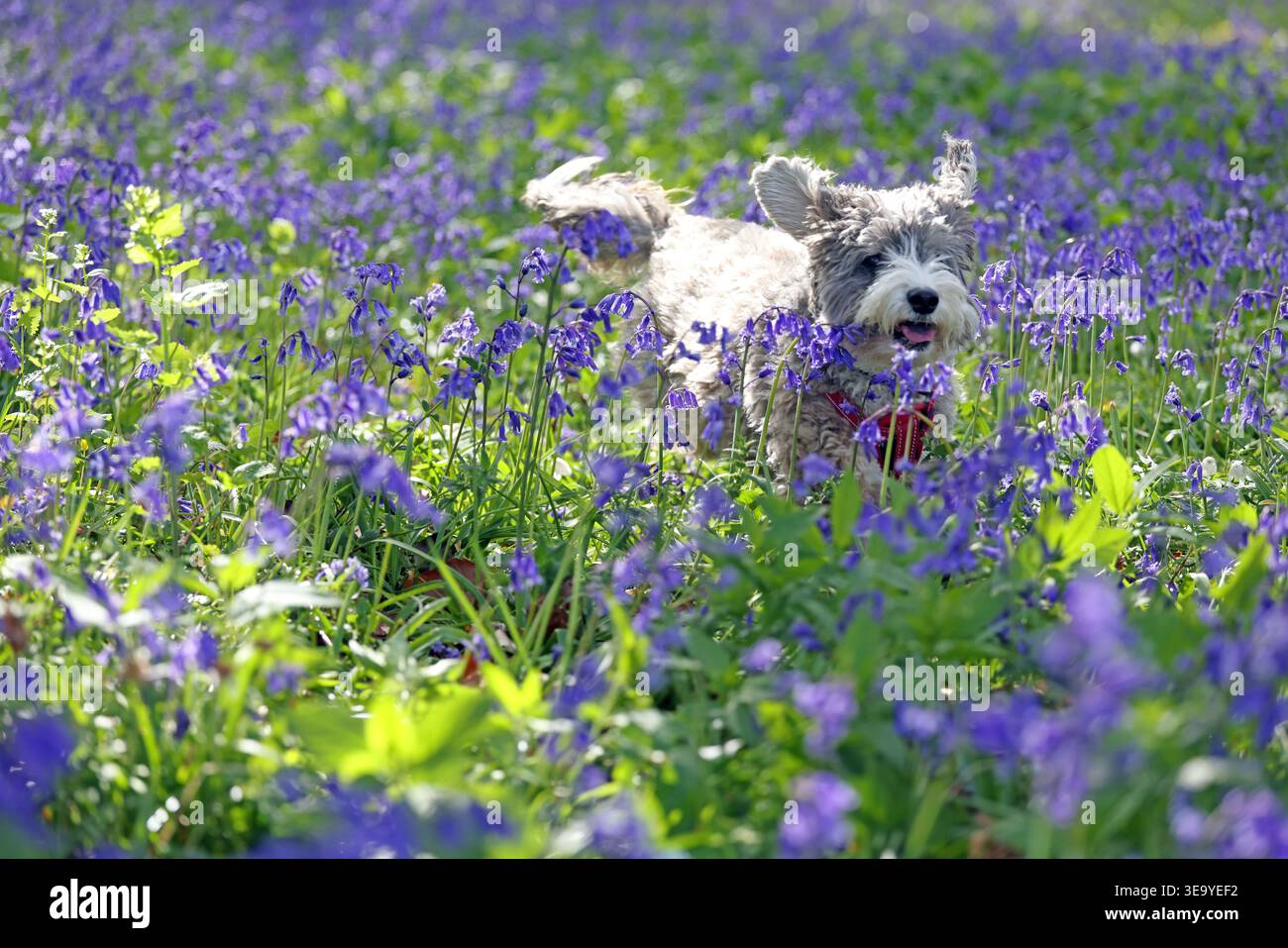 Cookie il cane cockapoo ama giocare tra questi campanelli a Peterborough, Cambridgeshire, il 13 aprile 2026. Foto Stock