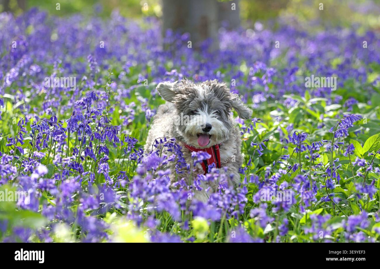 Cookie il cane cockapoo ama giocare tra questi campanelli a Peterborough, Cambridgeshire, il 13 aprile 2026. Foto Stock