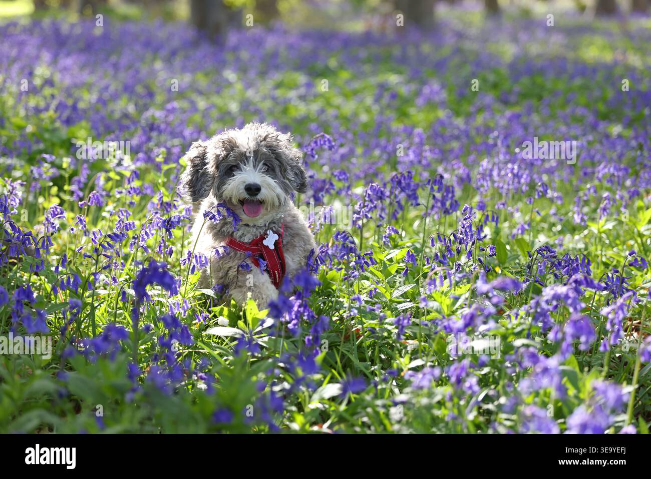 Cookie il cane cockapoo ama giocare tra questi campanelli a Peterborough, Cambridgeshire, il 13 aprile 2026. Foto Stock
