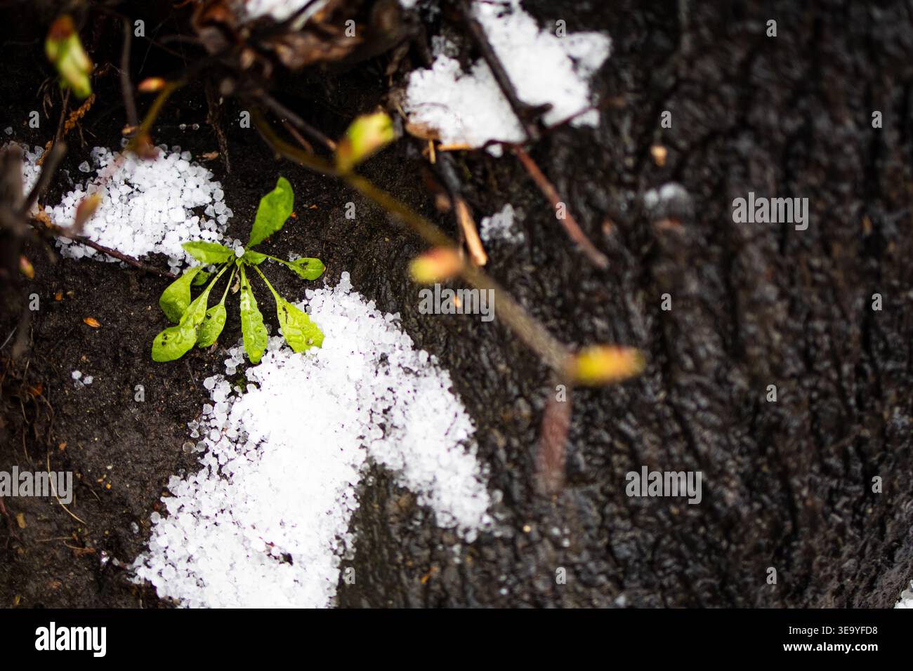 Piccole foglie verdi si stagliano accanto alla grandine alla base di un albero scuro. Una tranquilla vittoria per la primavera brilla di luce bagnata mentre l'inverno si rifiuta di lasciare il giardino Foto Stock