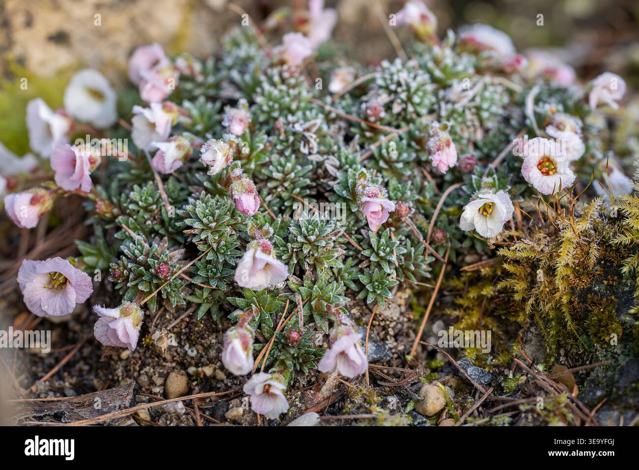Fiori di sassifrage rosa ricoperti di gelo 'Jenkinsiae' (Saxifraga) che fioriscono tra muschio e ghiaia all'inizio della primavera, sfondo naturale macro. Foto Stock
