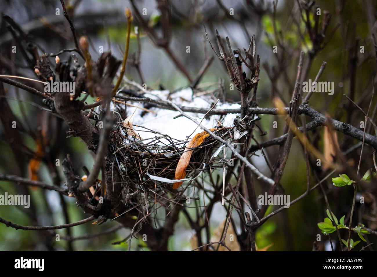 Un nido vuoto intrecciato da ramoscelli riposa in un arbusto con una spolverata di neve. Parla di tempeste e vita come i rifugi delle siepi sperano nel ritorno della primavera Foto Stock