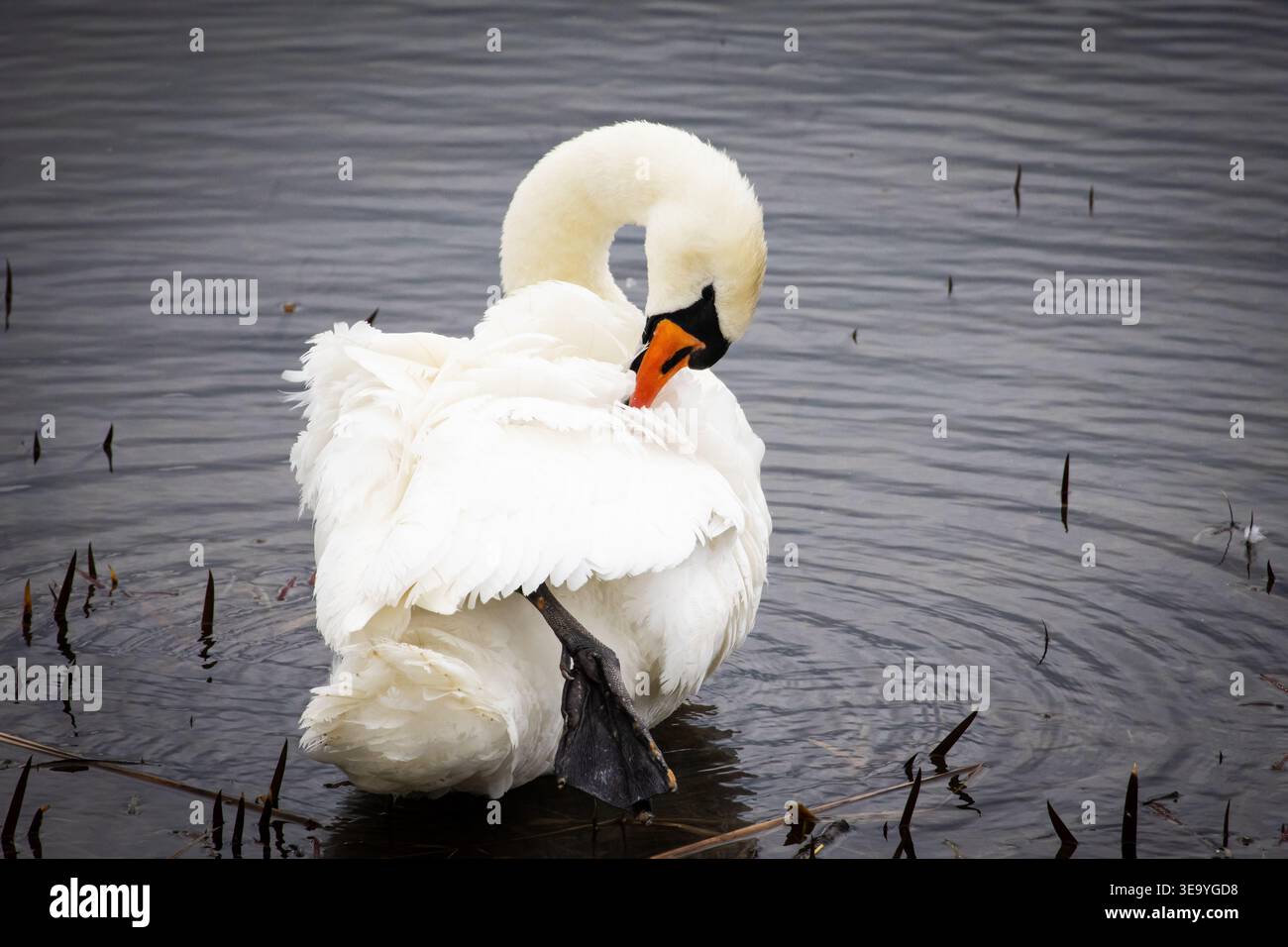 Il cigno infila la testa in profondità in strati di piume sollevando un piede ondulato in equilibrio. Le increspature circolari si diffondono intorno all'uccello e le canne puntano Foto Stock