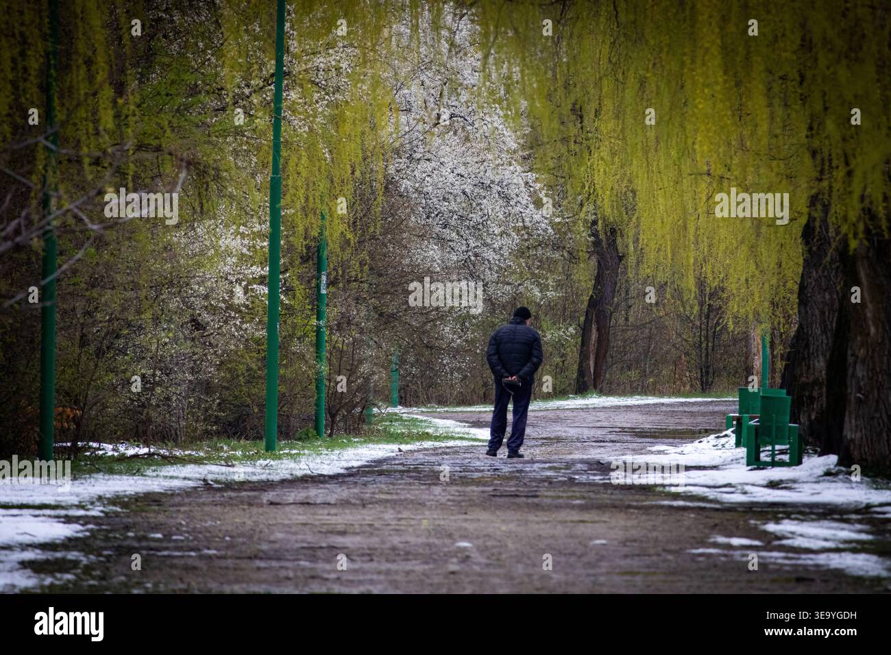Un camminatore solitario si muove lungo un percorso di parco ricoperto di neve sotto ampi rami di salice. Luce soffusa e verde tenue creano un'atmosfera contemplativa Foto Stock