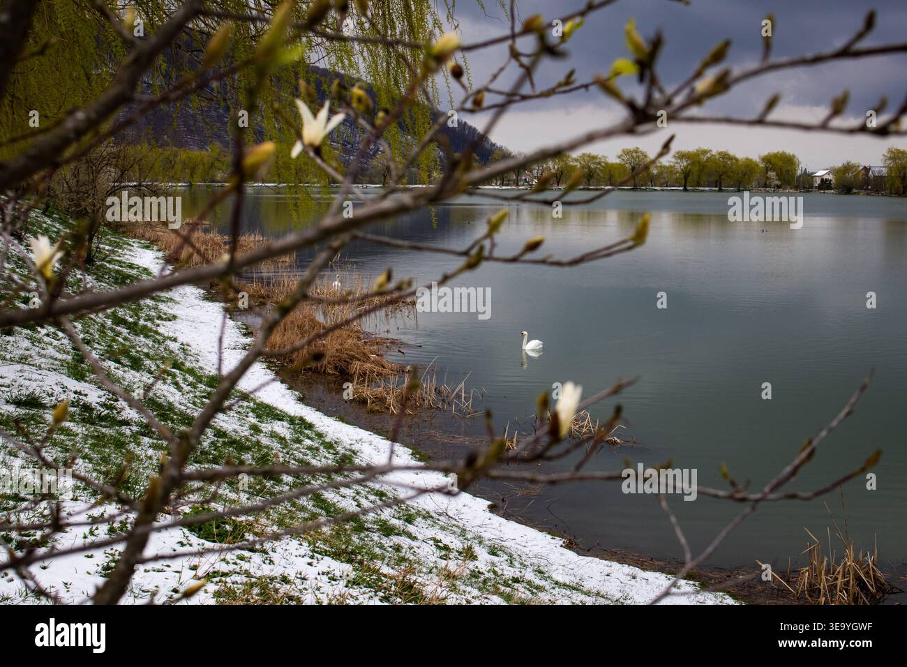 Scena di lago con rami in erba in primo piano e un cigno bianco solitario che scivola oltre. Le macchie di neve che si scioglie fiancheggiano la riva sotto nuvole pesanti Foto Stock