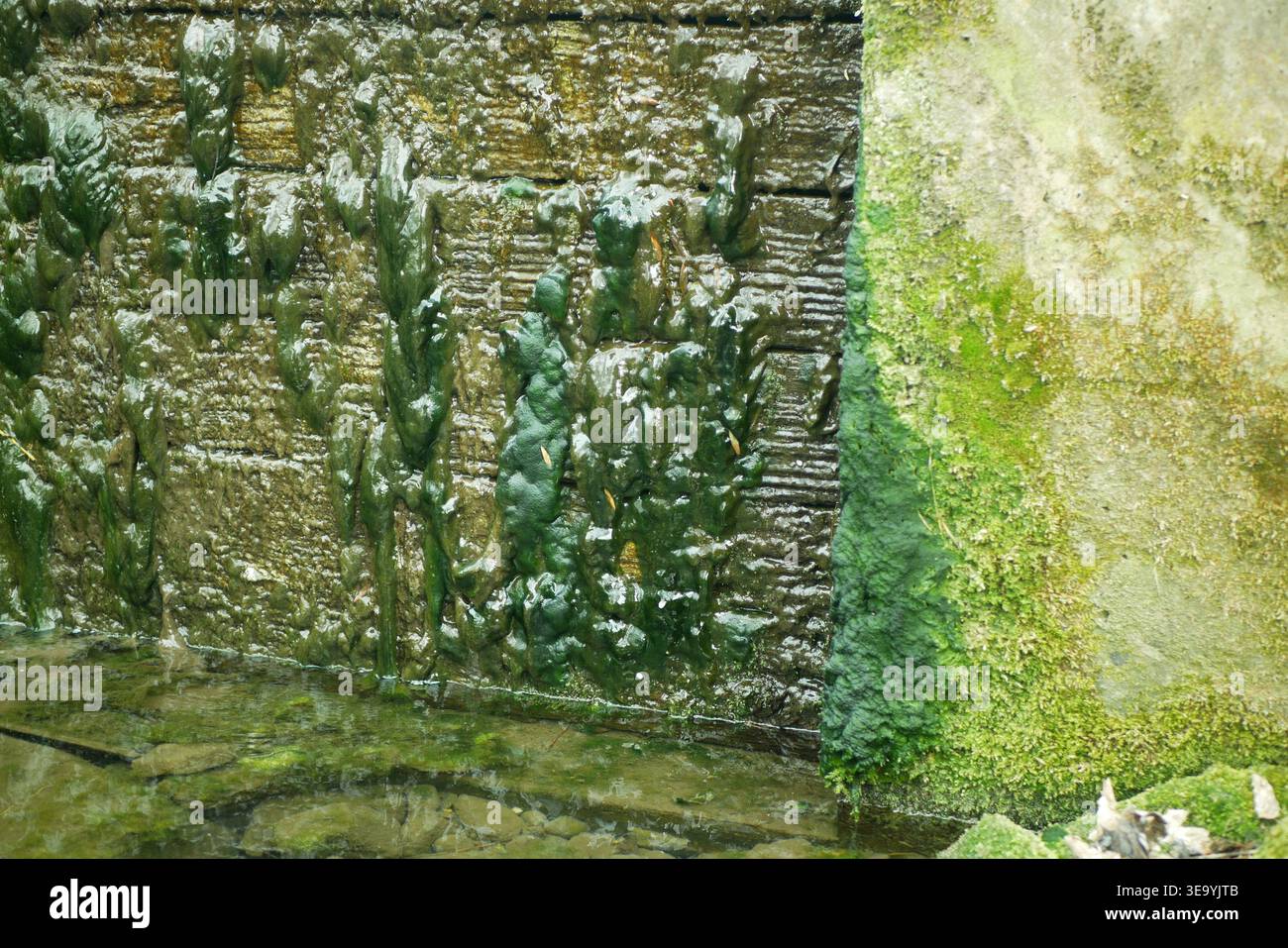 Alghe ecosistema di acqua dolce clorofita laghetto verde inondato fiume abbondante attaccato copertura scolorita parete di pietra acqua fiume fiume serbatoio di erba Foto Stock